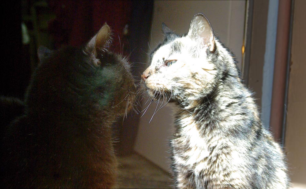 black cat and tortie cat nose to nose