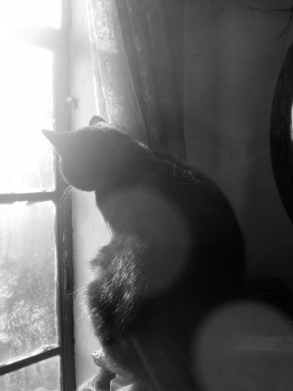black and white photograph of black cat looking out sunny window