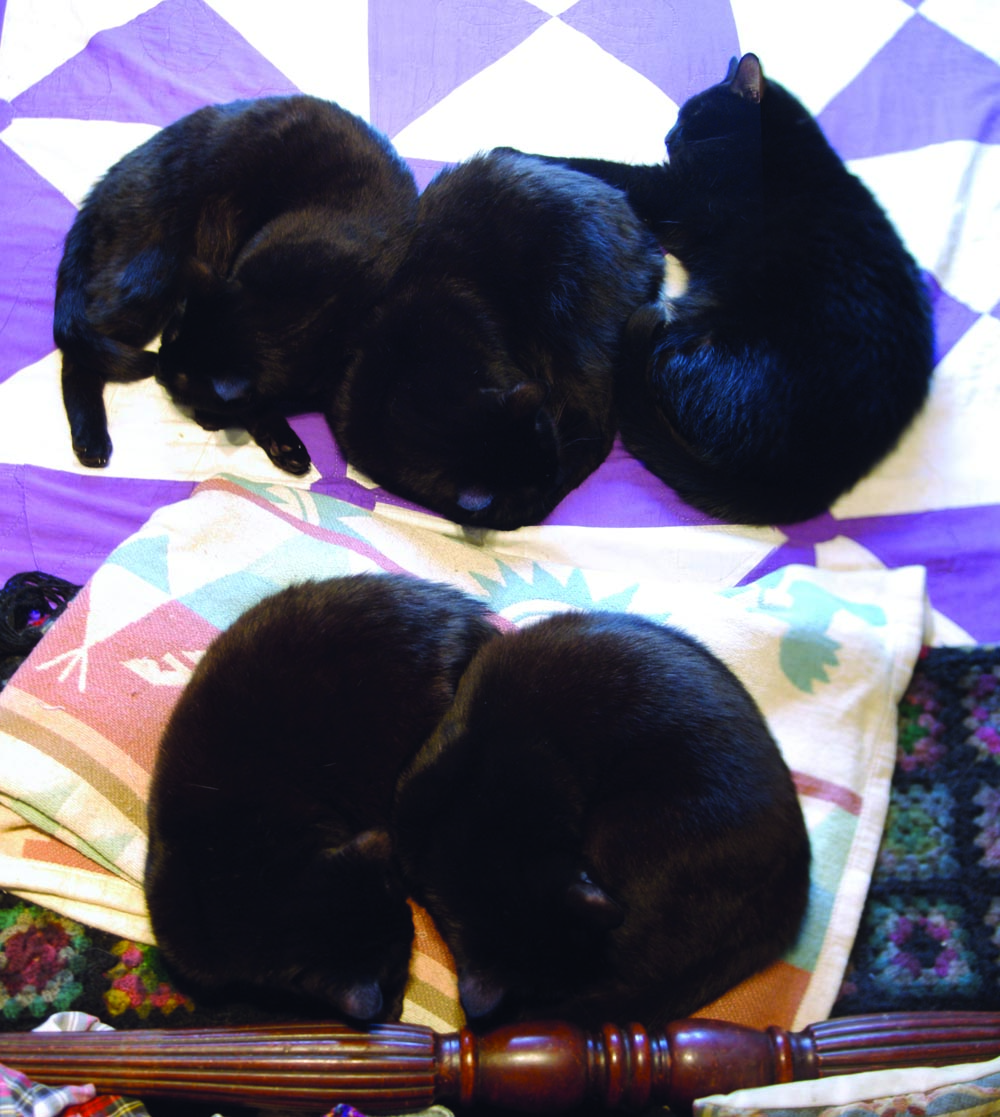 five black cats on the bed