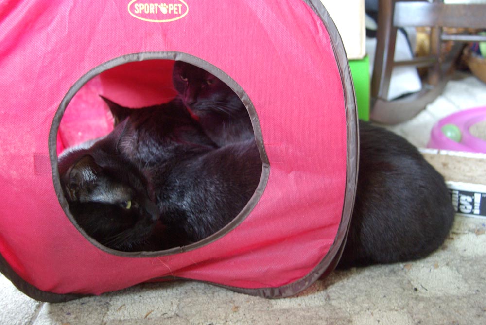 three black cats in a cube