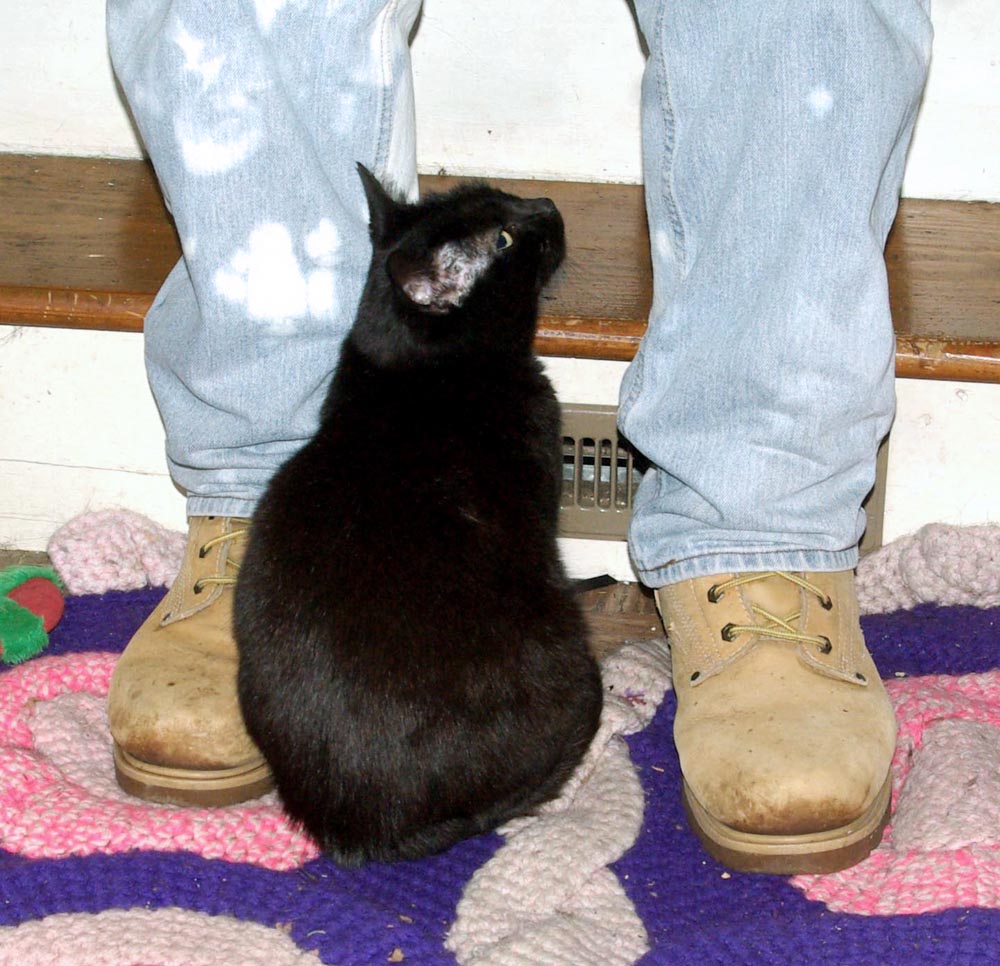 person's feet with black cat