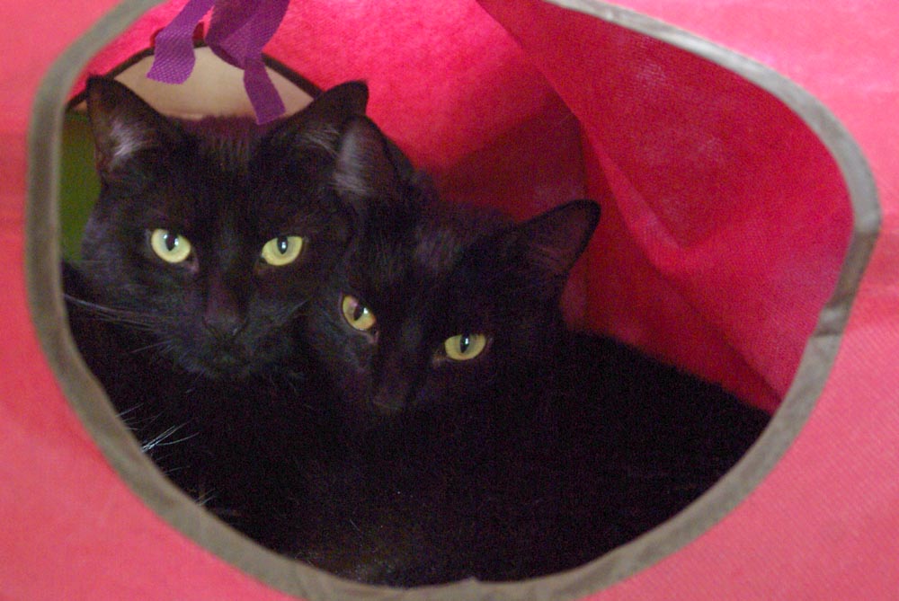two black cats in red cat cube