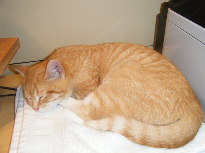 orange cat sleeping on desk