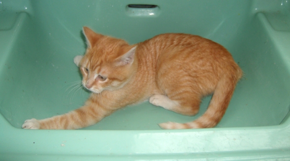 orange kitten in sink