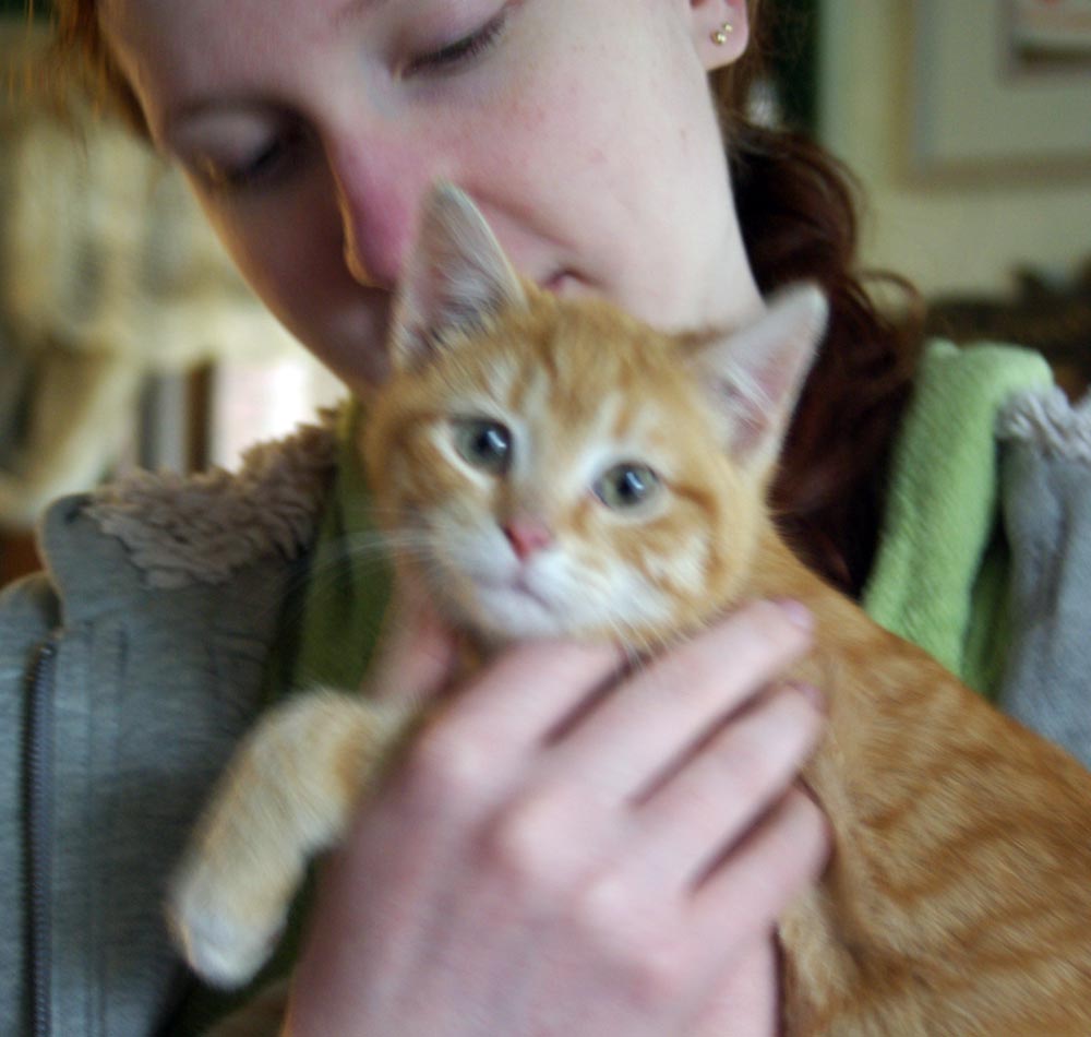 orange kitten with teenage girl