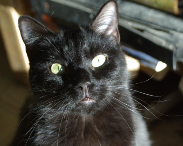 black cat in sunshine