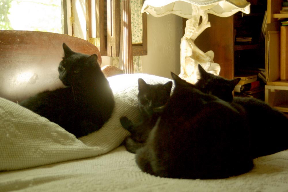 four black cats on bed in the sun