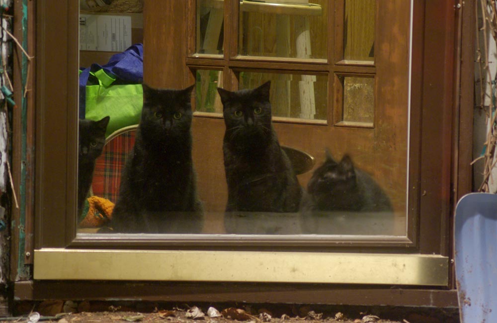 four black cats at the door at night