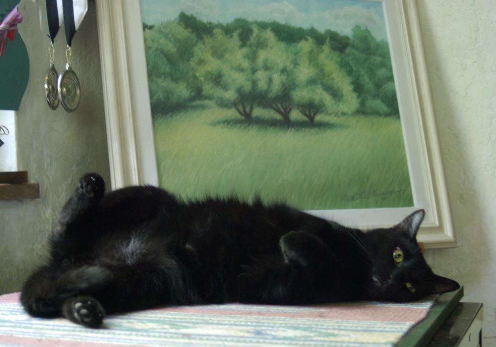 black cat lying on back in front of painting