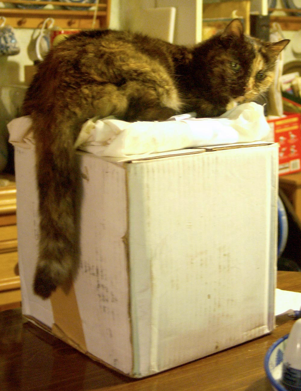 tortie cat on box
