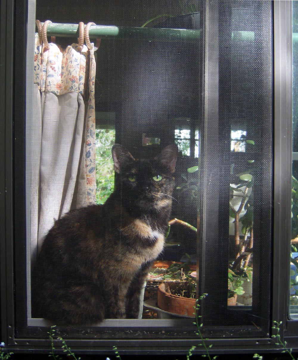 cat at window
