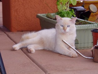 cat in outdoor colony