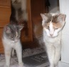 two calico cats