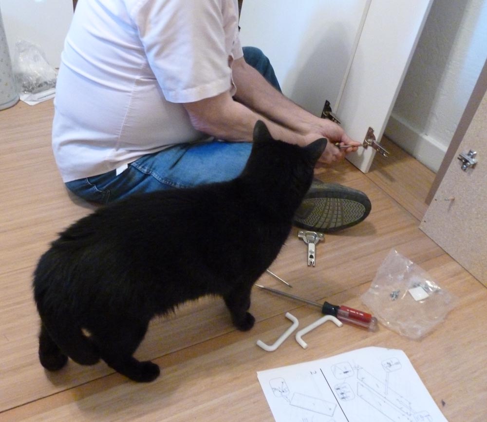 black cat watching person with tools