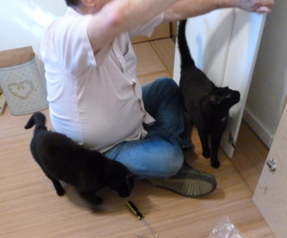 man working with two black cats