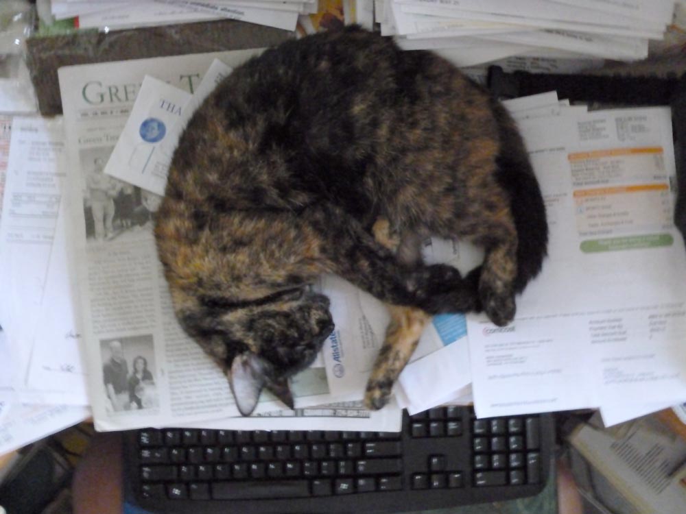 cat sleeping on papers