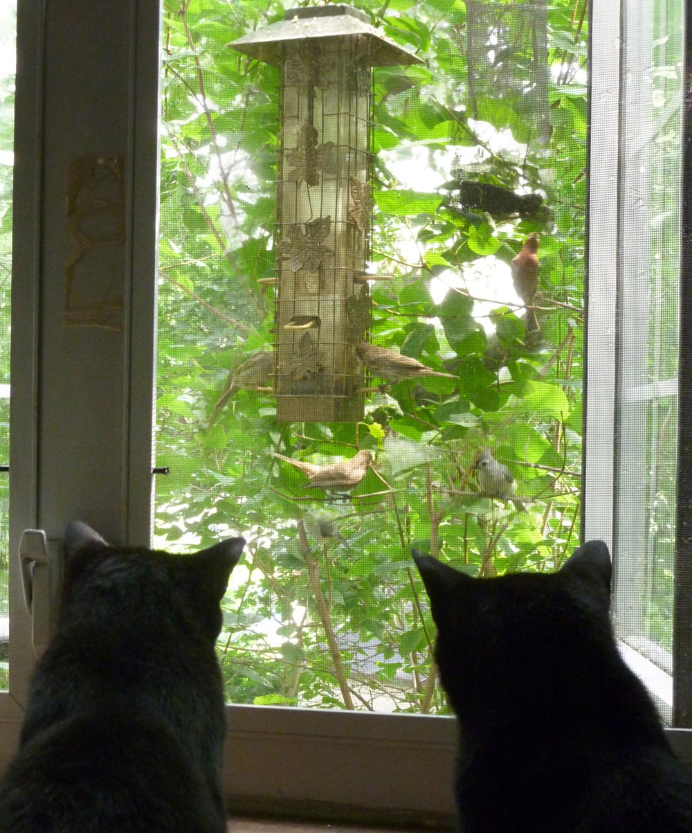 two black cats watching birds