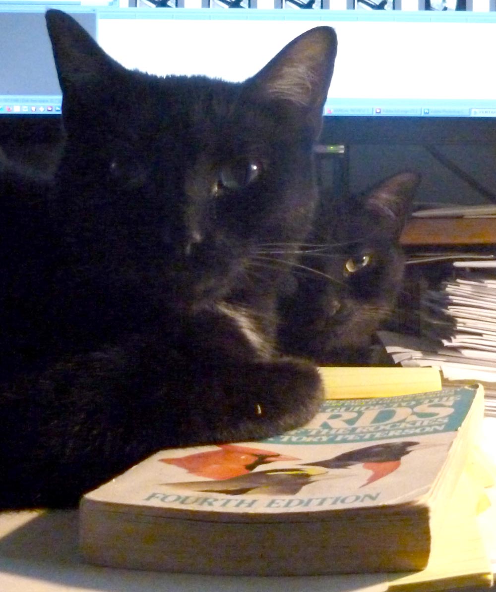 two cats with bird book