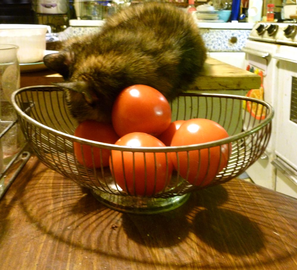cat sleeping with her head in tomatoes