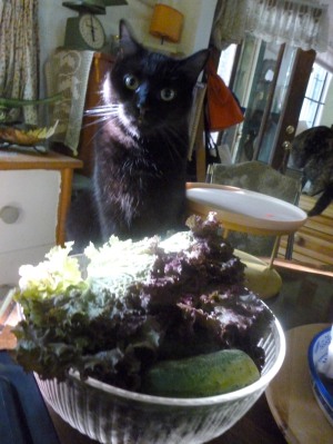 black cat with lettuce bowl