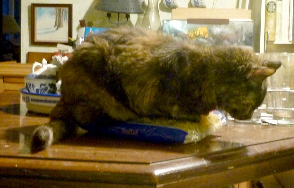 cat sleeping on pasta bag