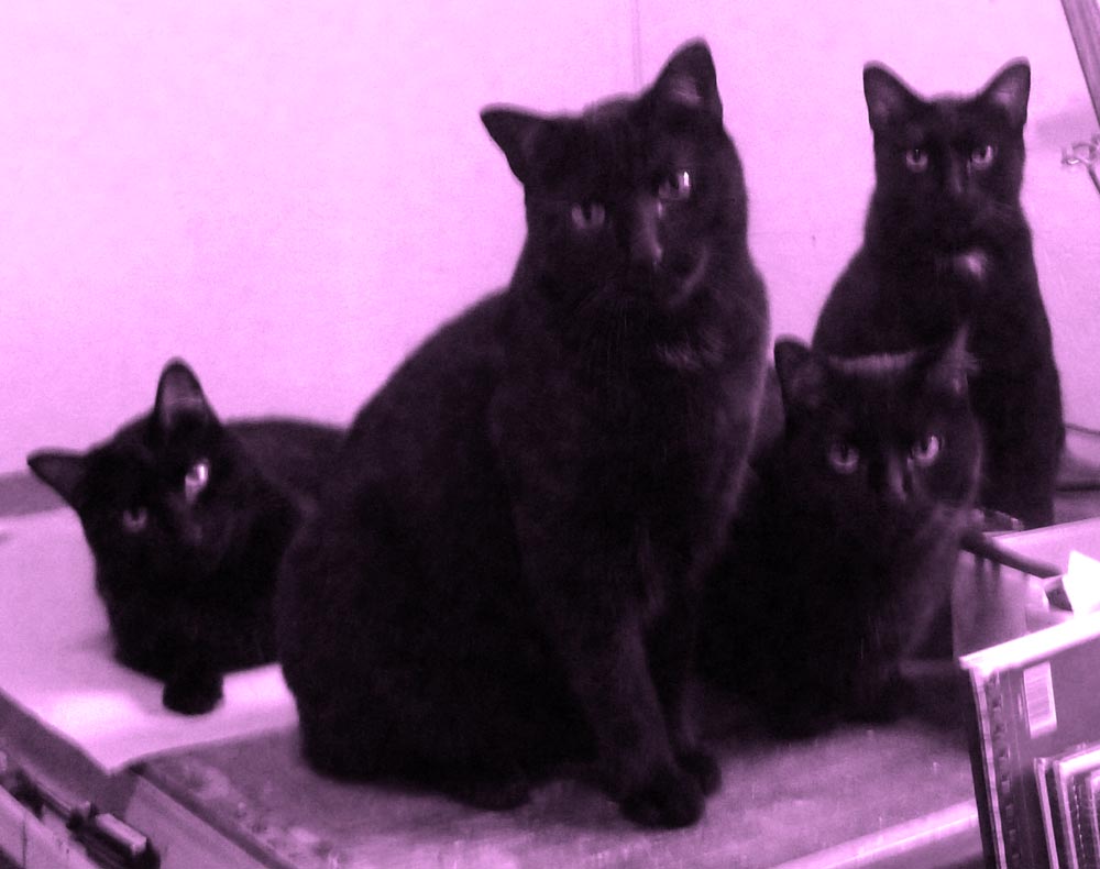 four black cats in purple