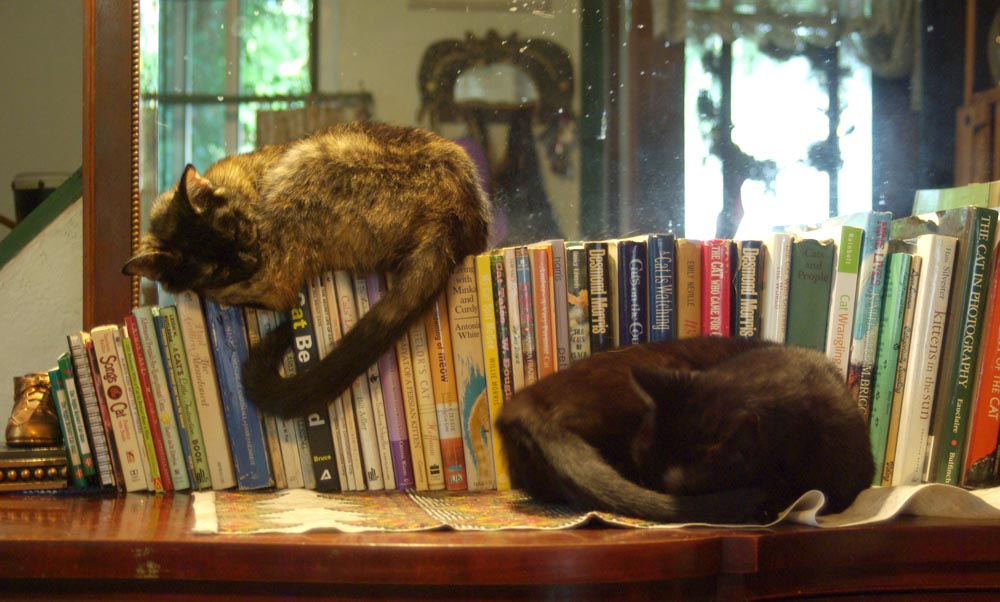 two cats with books