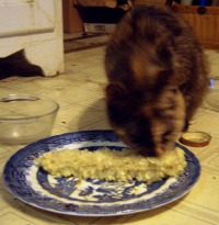 tortie cat with corncob