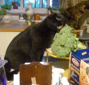 black cat eating broccoli