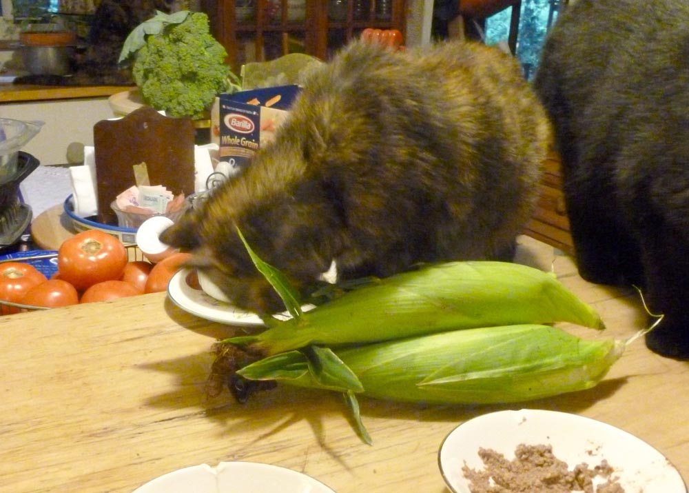 tortie cat chewing on corn husks
