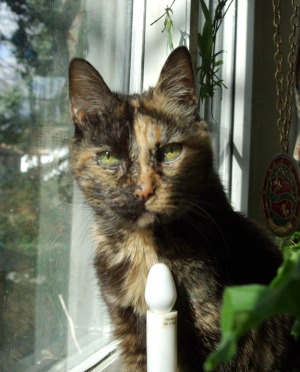 tortie cat expression