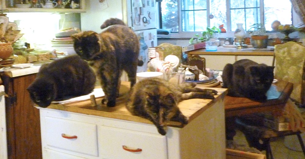 five cats in kitchen