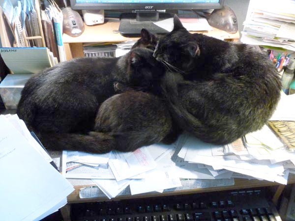 three black cats bathing