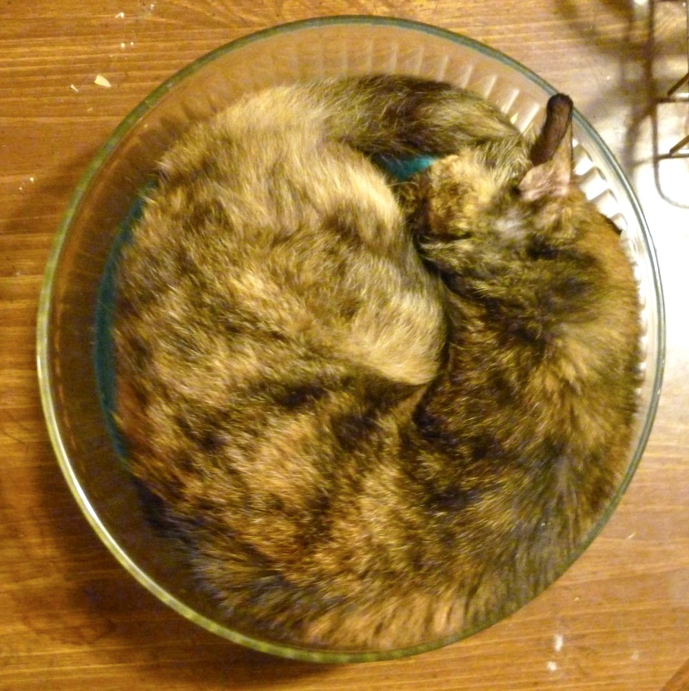 cat in salad bowl from above