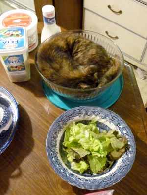 tortie cat in bowl