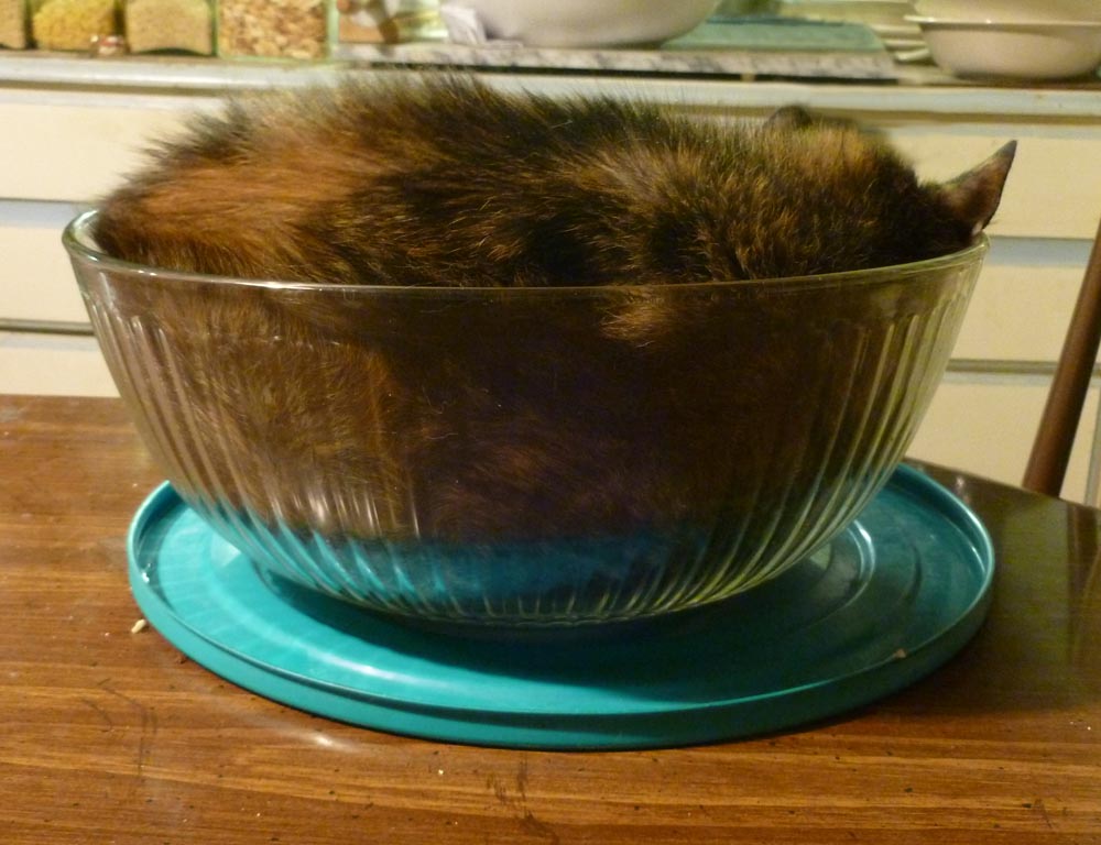cat in bowl from back