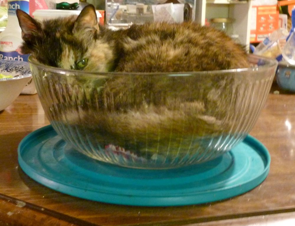 tortie cat in bowl