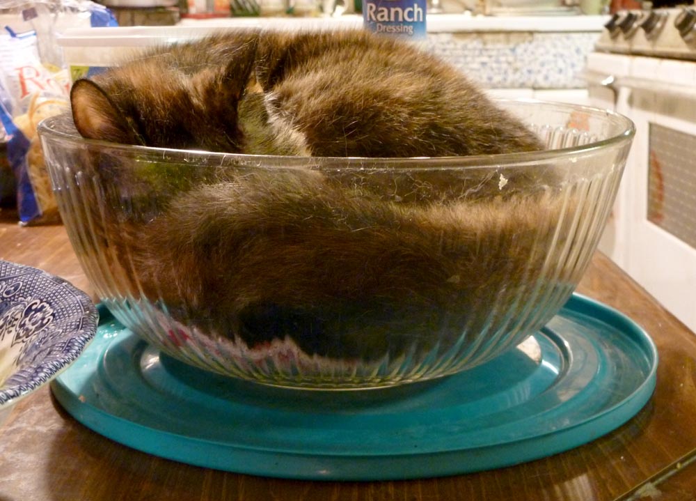 tortie cat in glass bowl