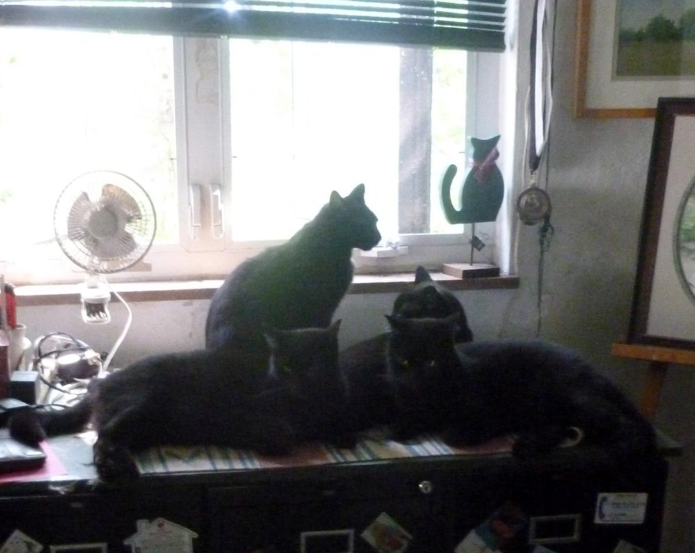 four black cats by the window