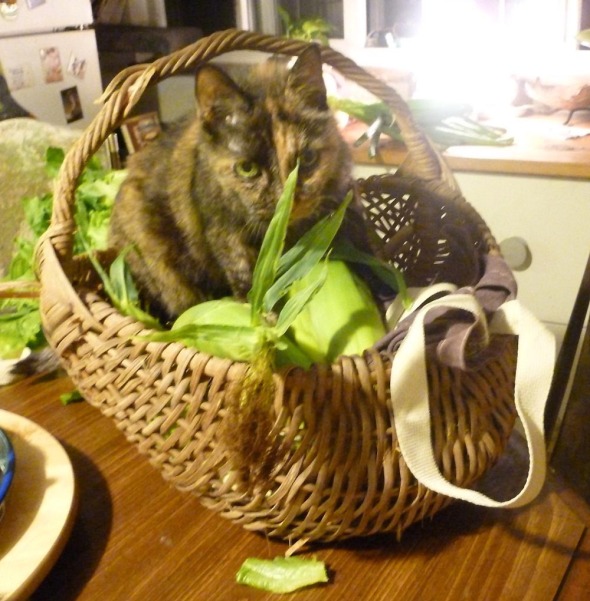 torti cat in basket with corn