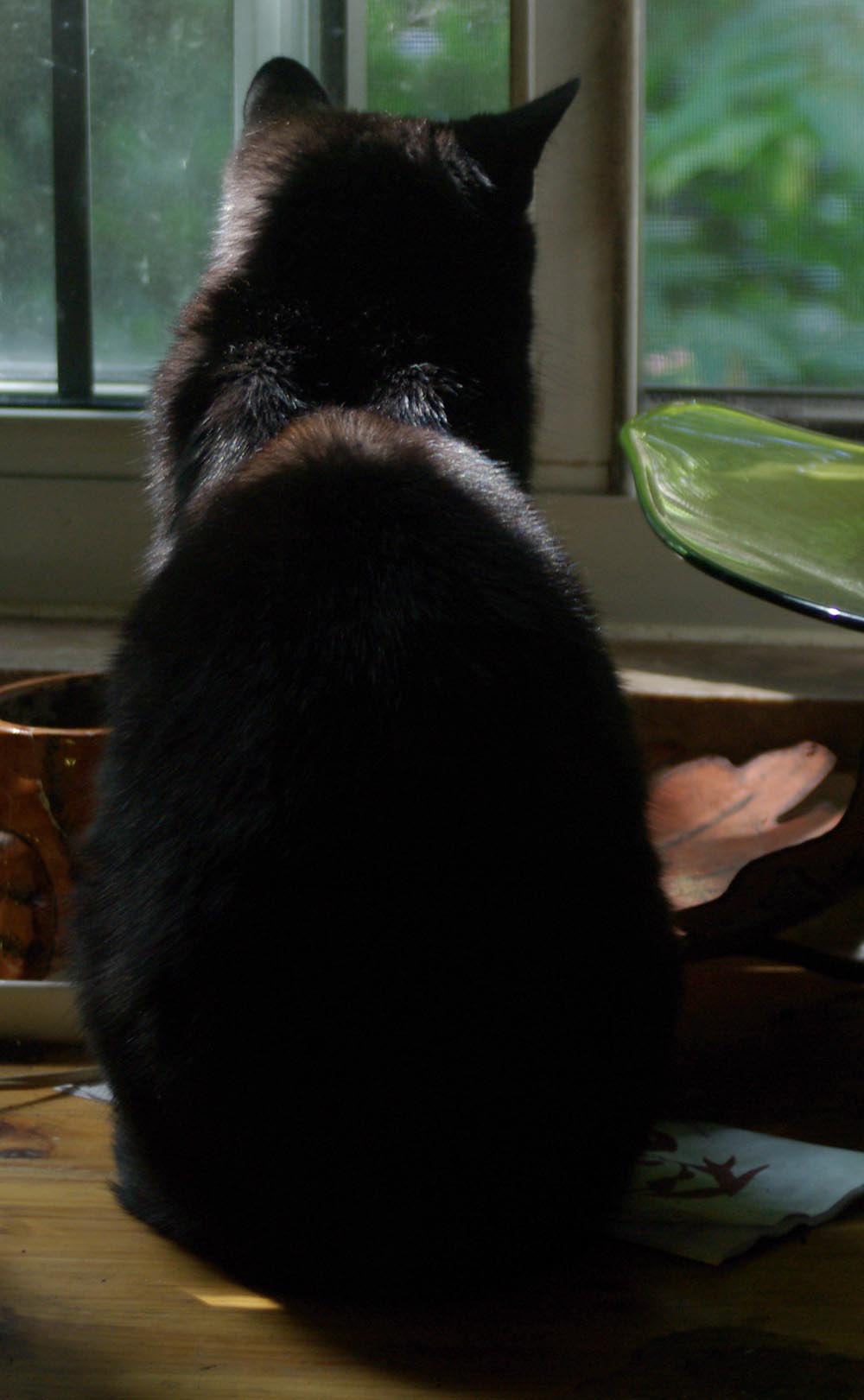 photo of black cat looking out window