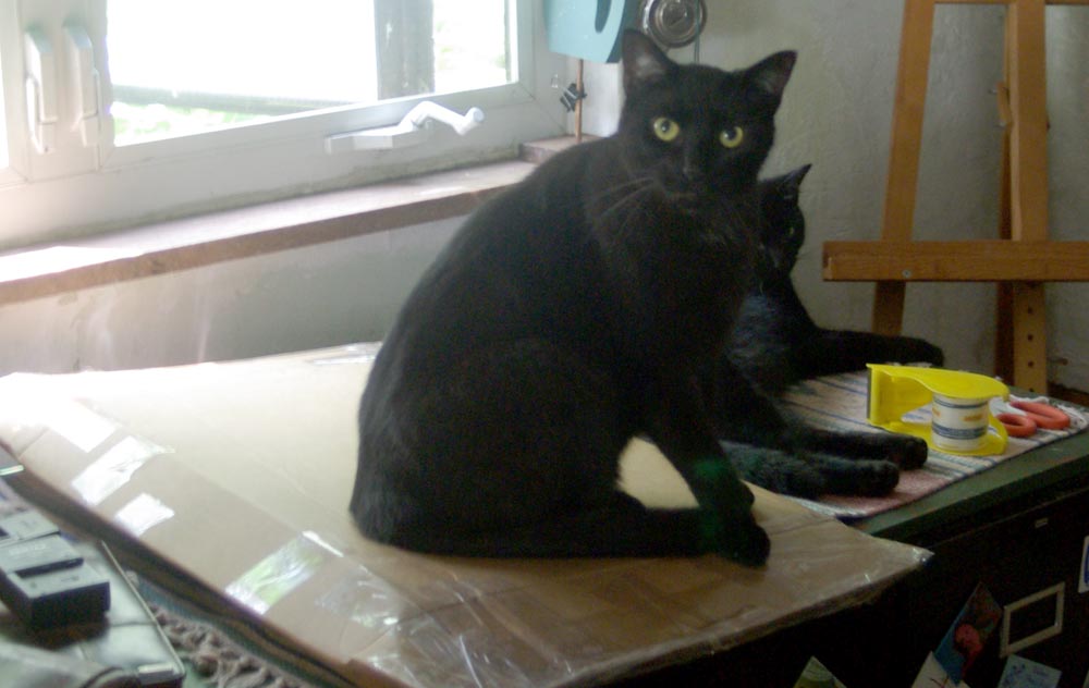 black cat on box
