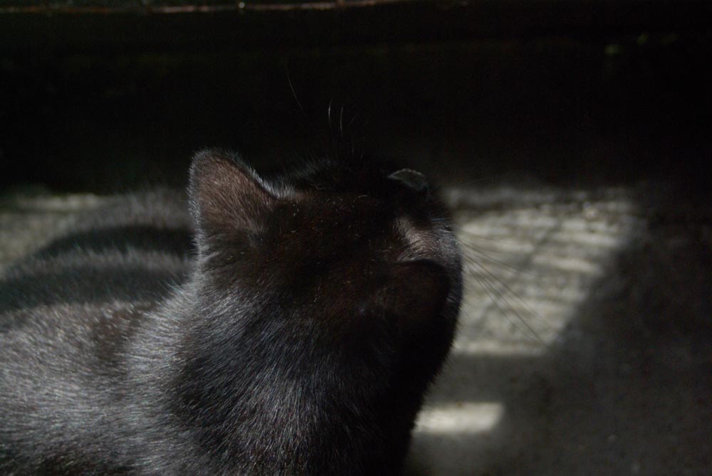 black cat in sun and shadow
