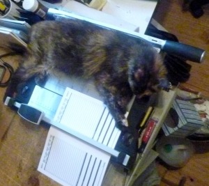 tortie cat on paper cutter