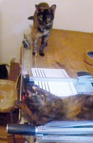 two tortie cats
