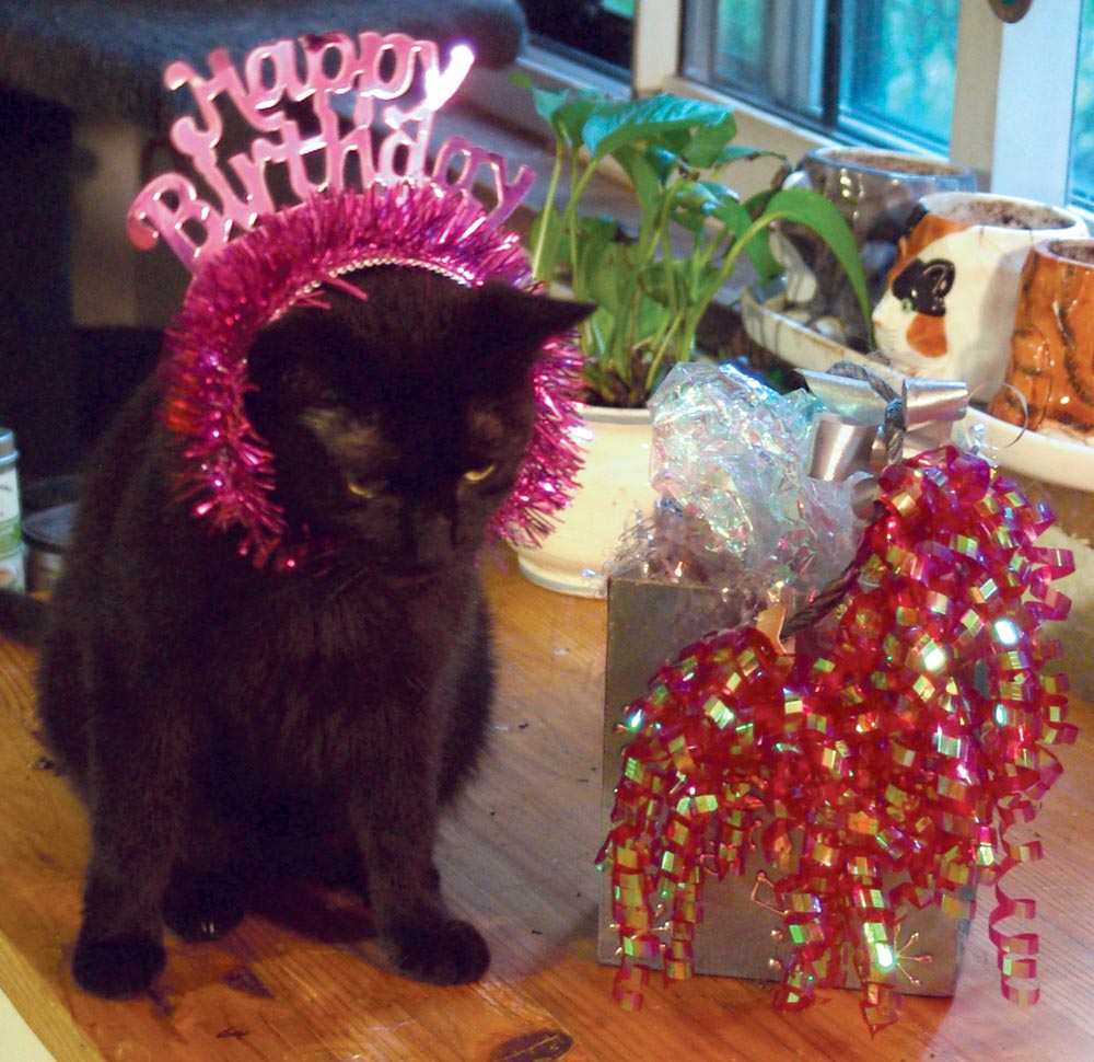 Black cat with birthday tiara
