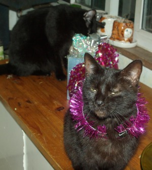 black cat with purple necklace