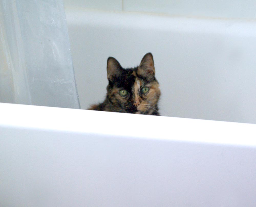 tortie cat in the tub