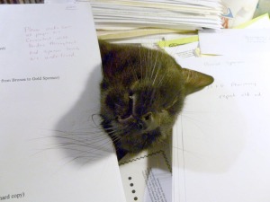 black cat under papers