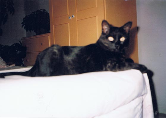 photo of black cat on bed